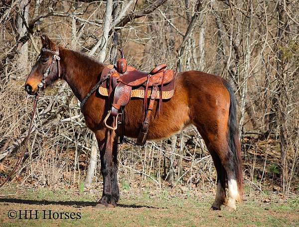 athletic-quarter-horse