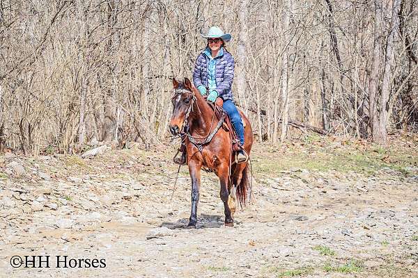 beginner-quarter-horse