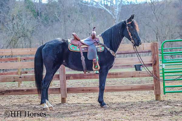 wor-kentucky-mountain-horse