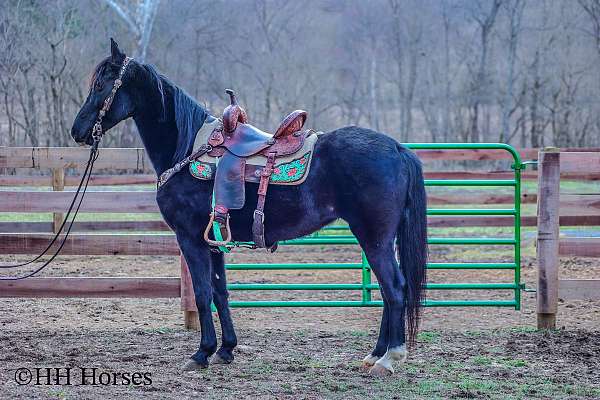 all-around-kentucky-mountain-horse