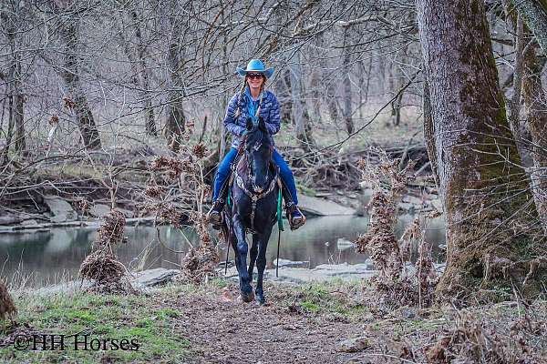 athletic-kentucky-mountain-horse