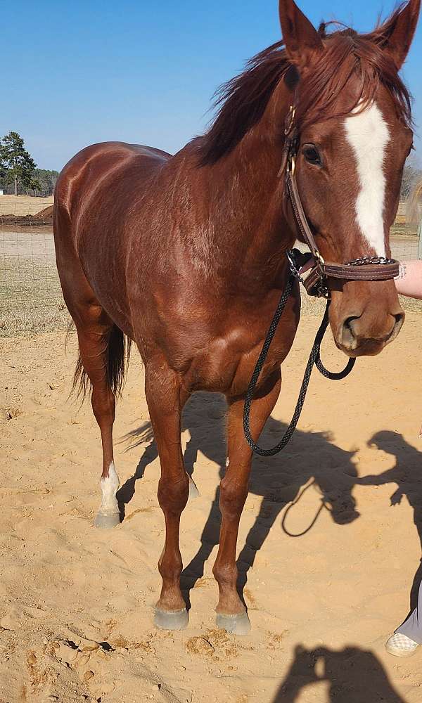 barrel-thoroughbred-horse