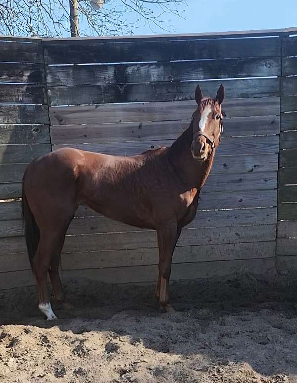 chestnut-blaze-sock-horse