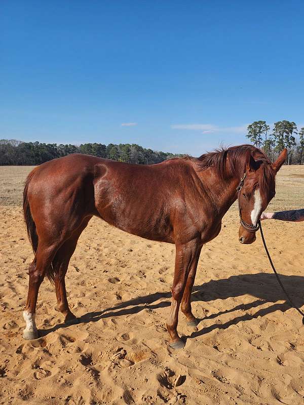 blaze-sock-horse