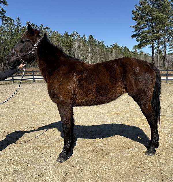 black-mare-for-sale