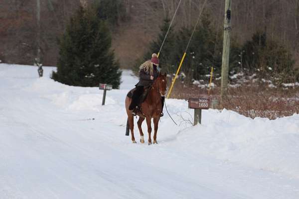 star-snip-2-socks-horse