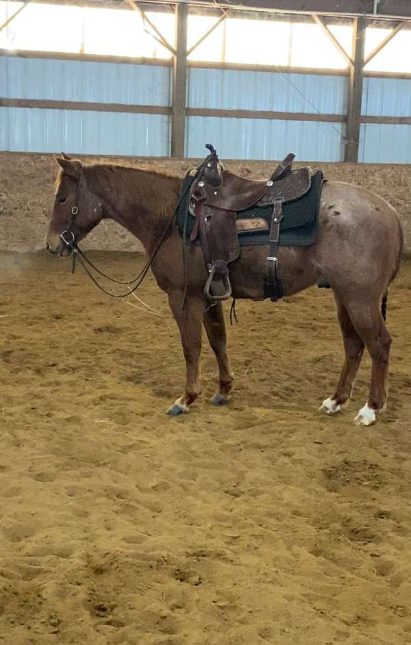 penning-quarter-horse