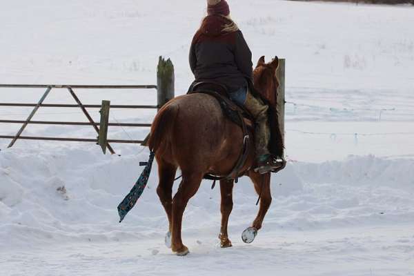 playday-quarter-horse