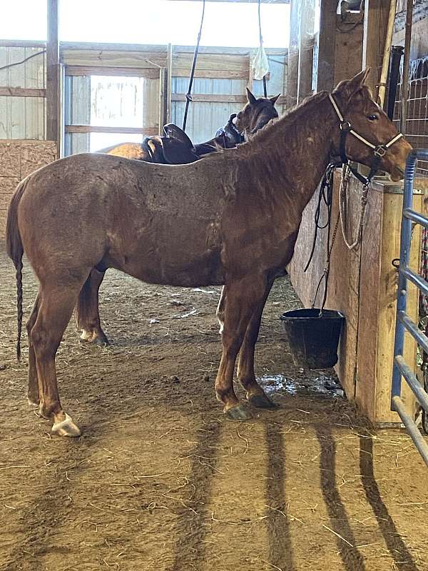 ranch-quarter-horse