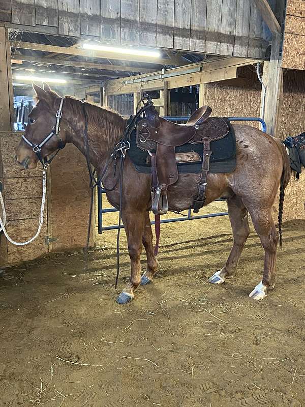 ranch-versatility-quarter-horse