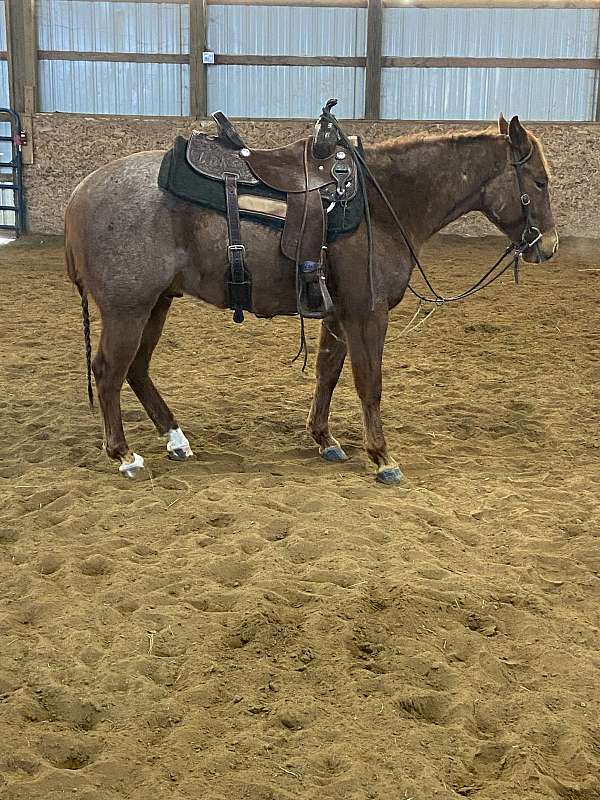 ranch-work-quarter-horse