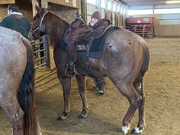 reined-cow-quarter-horse