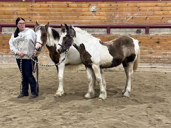 bridge-gypsy-vanner-horse