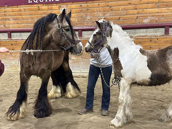 tarp-gypsy-vanner-horse