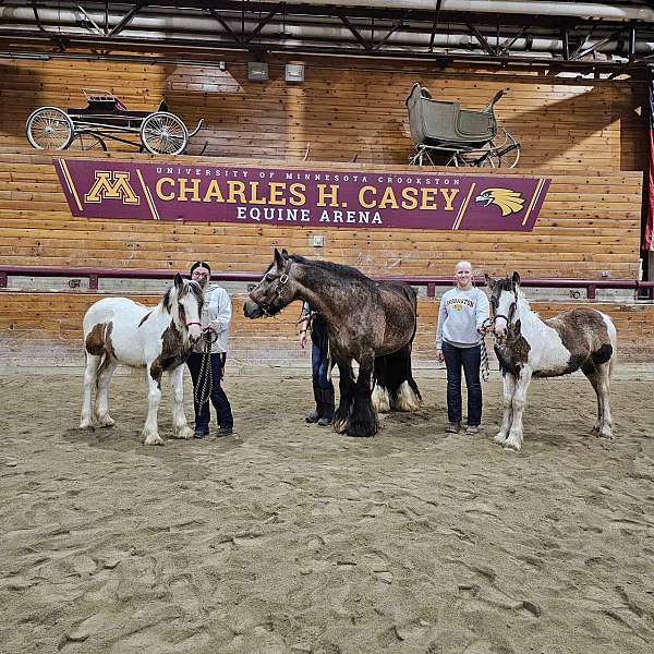 tie-gypsy-vanner-horse