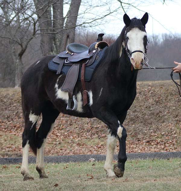 black-overo-see-photos-horse