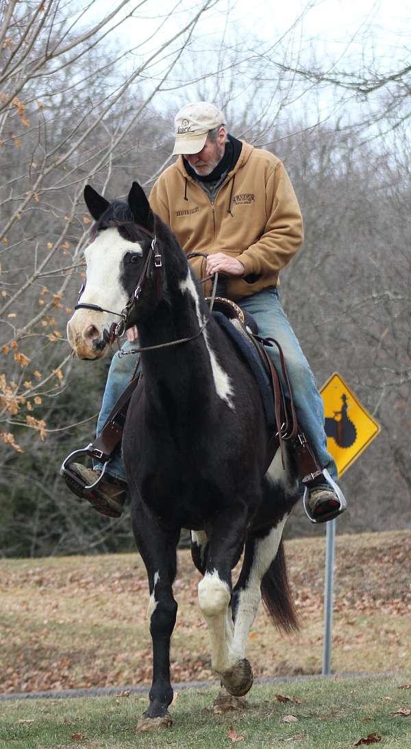 pinto-horse-paint