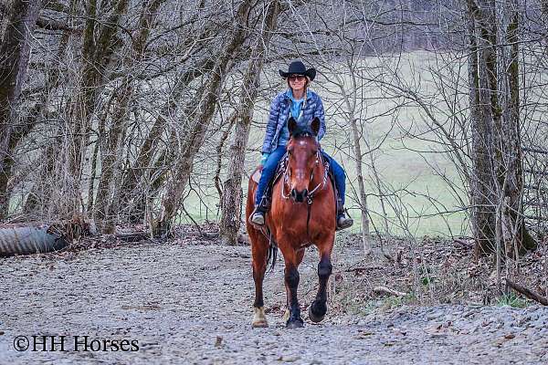 beginner-percheron-horse