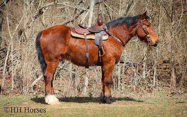 all-around-percheron-horse