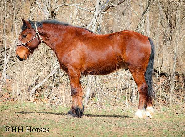 athletic-percheron-horse