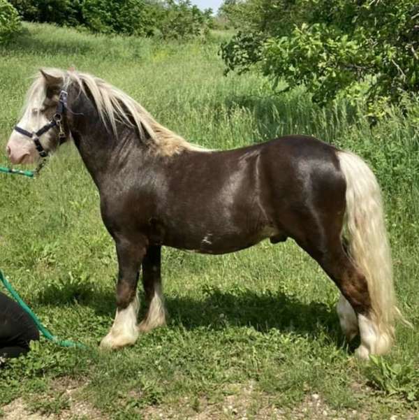 dna-tested-gypsy-vanner-horse