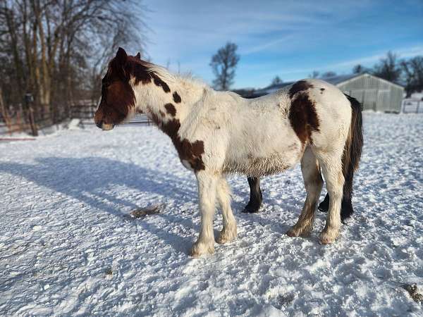 gypsy-vanner-quarter-horse-colt-mare