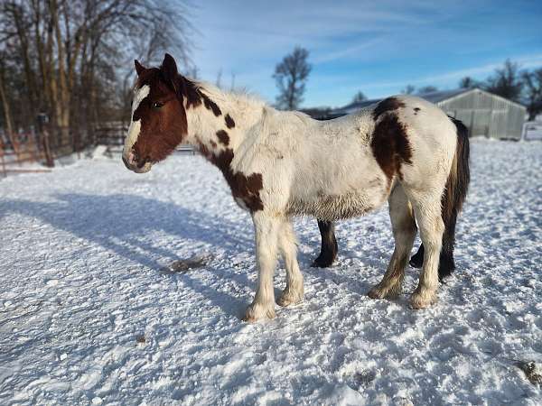 tobiano-horse