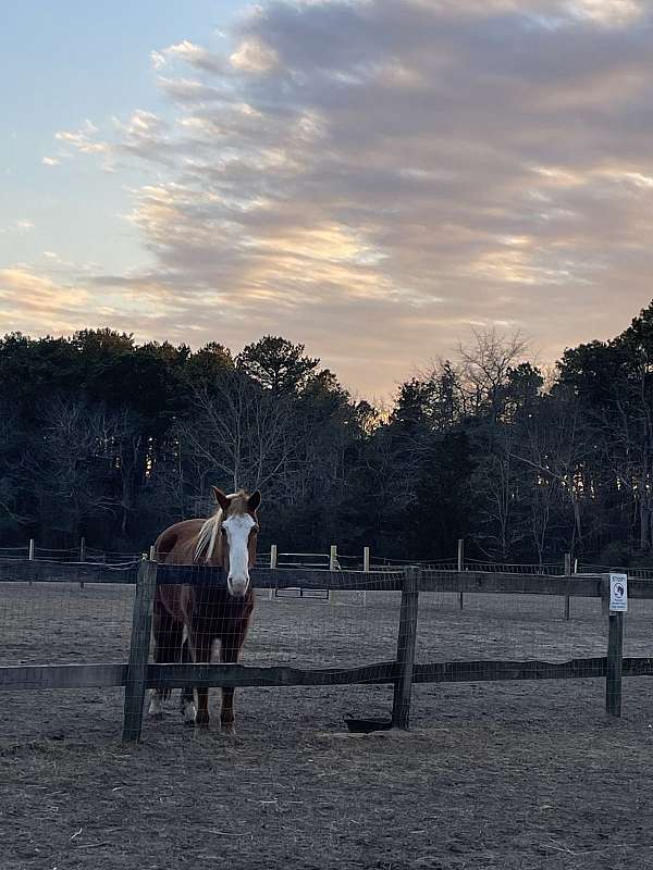 quarter-horse-gelding