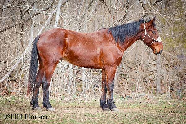 gymkhana-cleveland-bay-horse