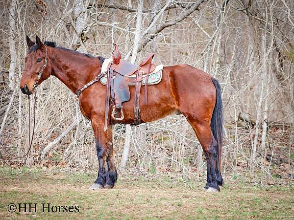 harness-cleveland-bay-horse