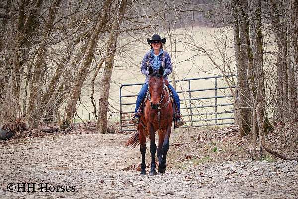 lesson-cleveland-bay-horse