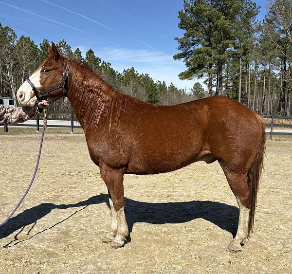 sorrel-quarter-horse-gelding