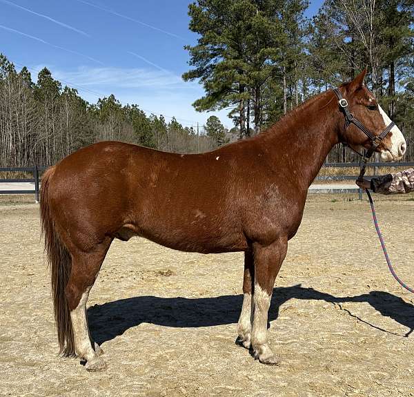 sorrel-gelding-for-sale