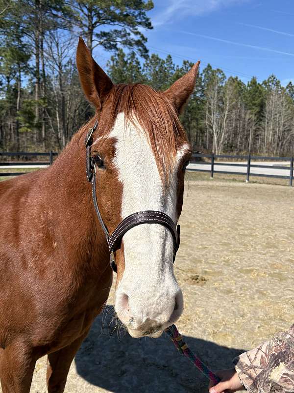 14-hand-quarter-horse-gelding