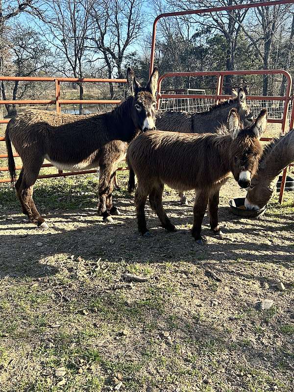 donkey-for-sale