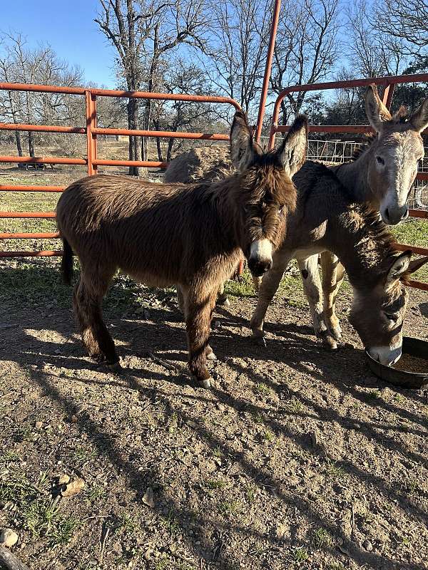 donkey-male-foal