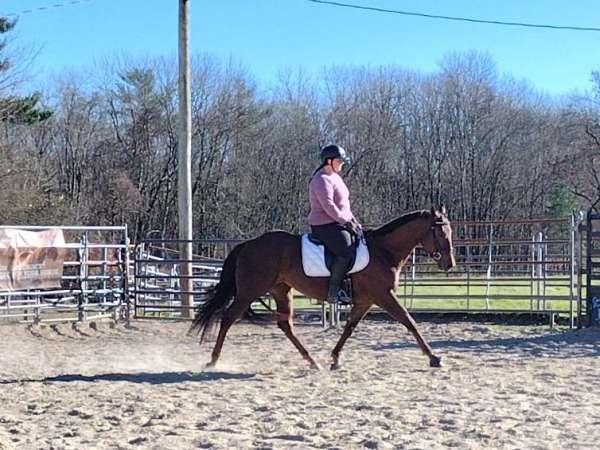 dressage-quarter-horse