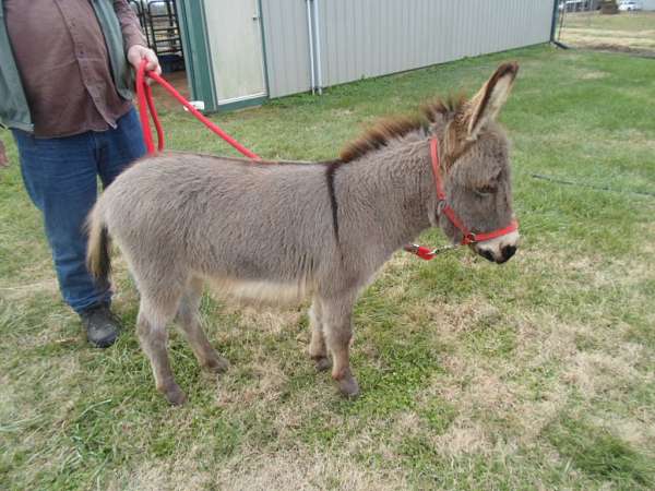 dun-donkey-weanling