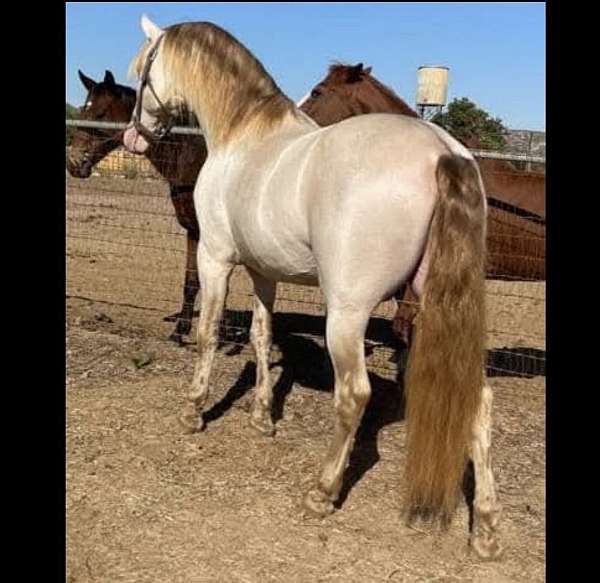 isabelo-perlino-stallion-for-sale