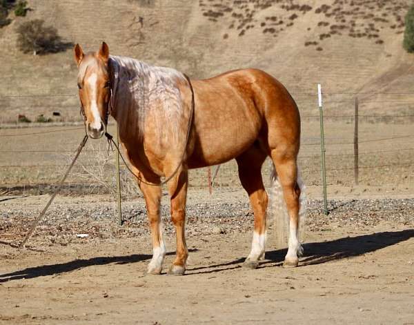 barrel-quarter-horse