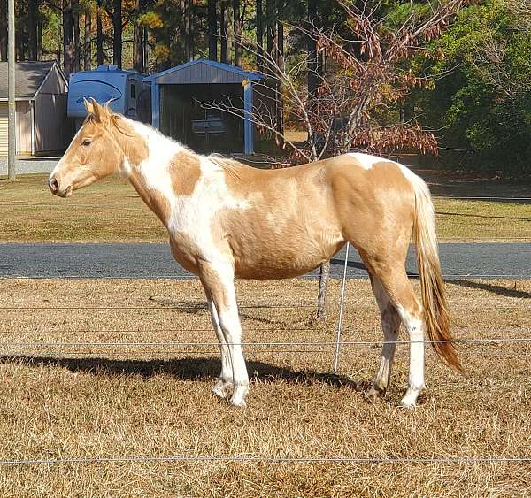 champagne-paint-quarter-horse-filly