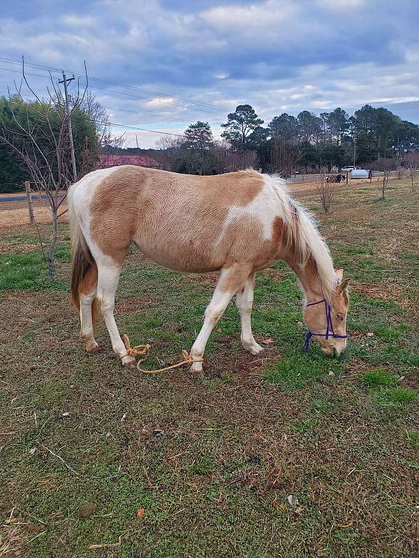 champagne-paint-quarter-horse-for-sale