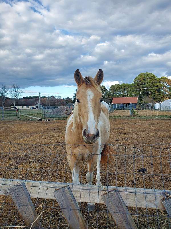 champagne-paint-quarter-horse