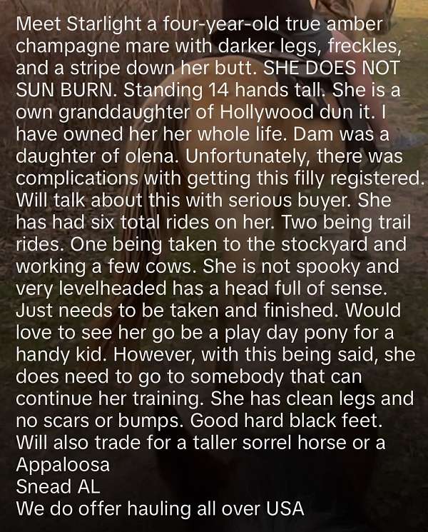 quarter-horse-for-sale