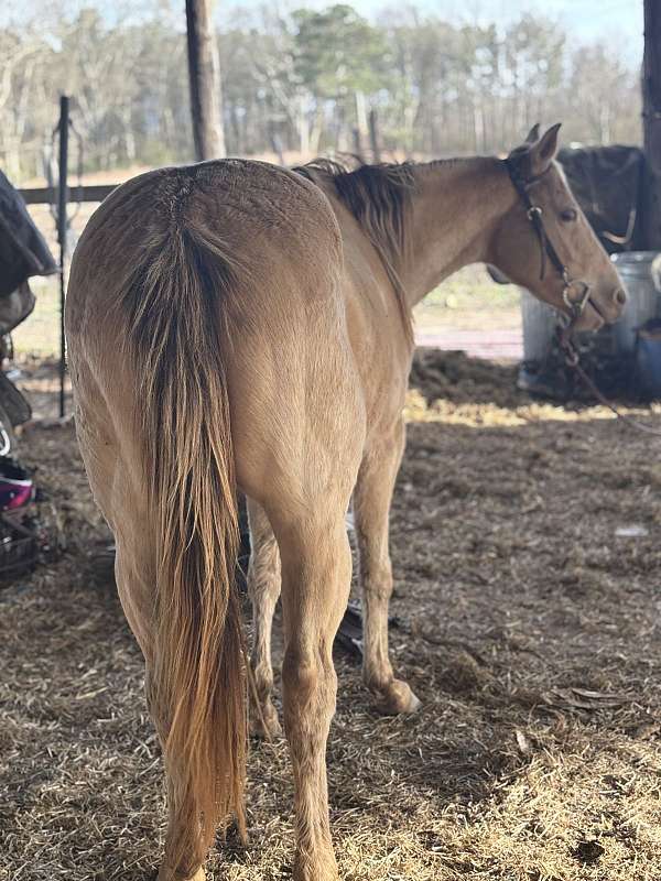 quarter-horse-filly