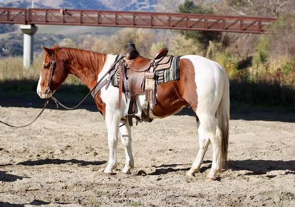 chestnut-tobiano-trail-horse