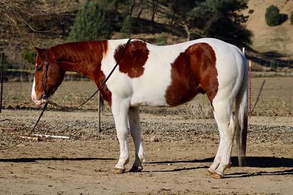 chestnut-tobiano-paint-horses-for-sale