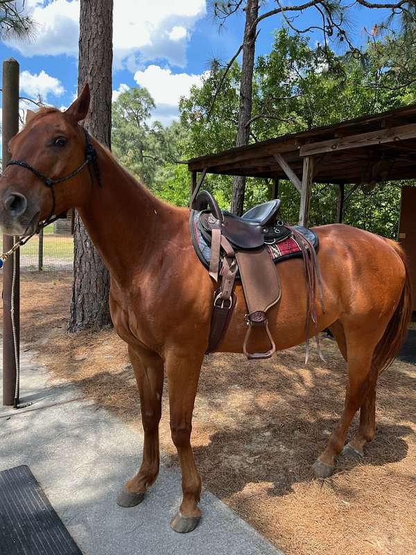 all-red-no-white-markings-horse