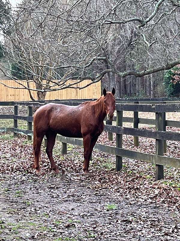 chestnut-all-red-no-white-markings-horse