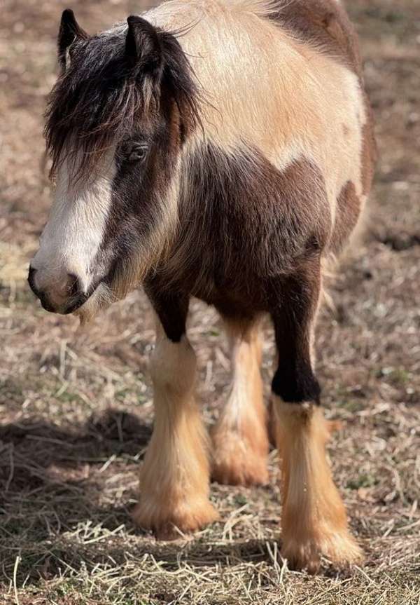 gypsy-vanner-filly